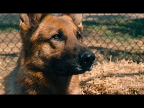 Csodakutya New Yorkban