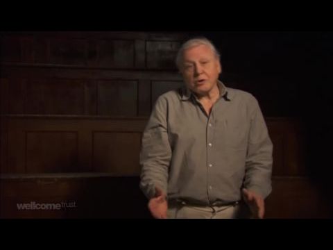 Charles Darwin és az élet fája