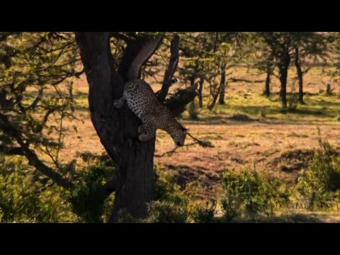 A jádeszemű leopárd