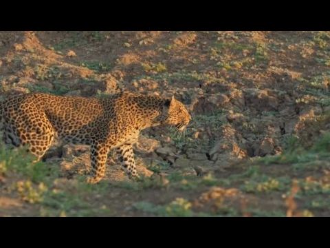 Egy leopárd portréja