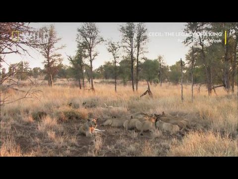 Cecil: Egy király öröksége