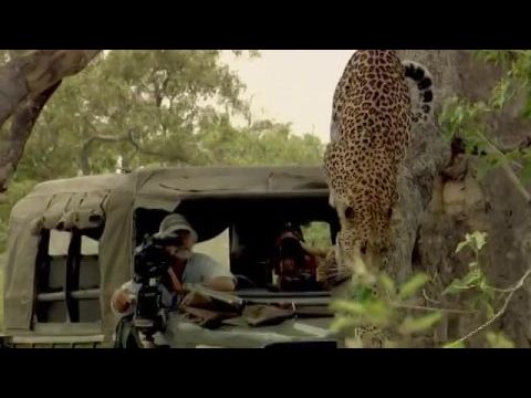 Élet a leopárdok között 