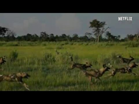 Élet az Okavango-delta környékén