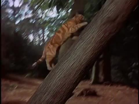 Thomasina három élete