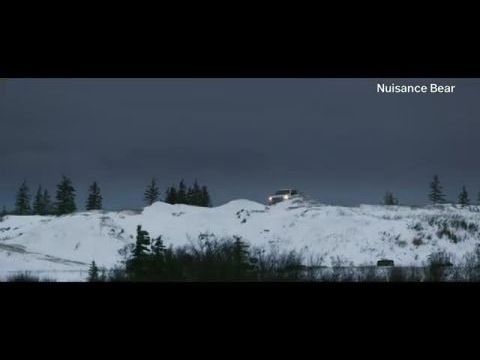 Nuisance Bear