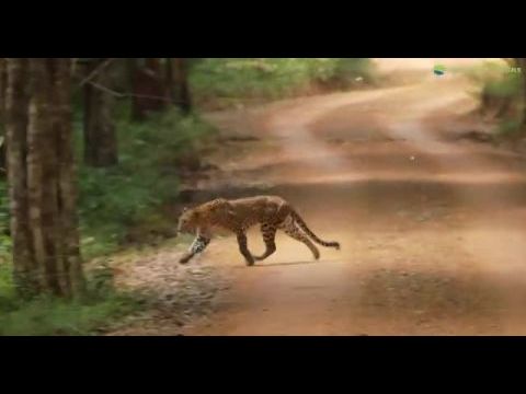 Srí Lanka leopárdjai