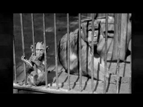 Sissi zsiráfjától a biodómig