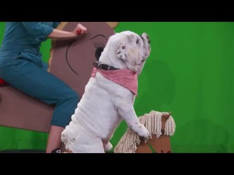 Stupid Pet Tricks