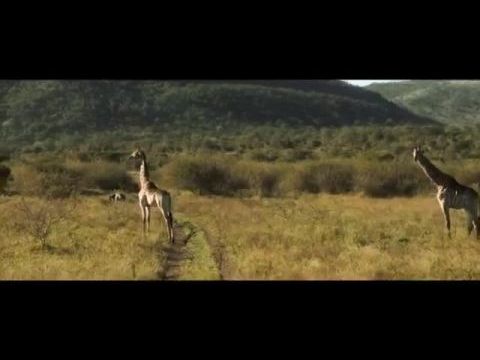 Thabo és a szafari kaland