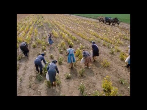 Napló szerelmeimnek