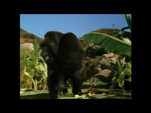 Joe, az óriásgorilla