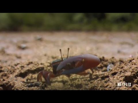 David Attenborough: Az élet színei