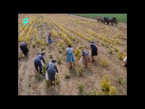 Napló szerelmeimnek