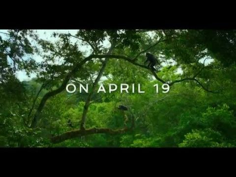 A csimpánzok birodalma