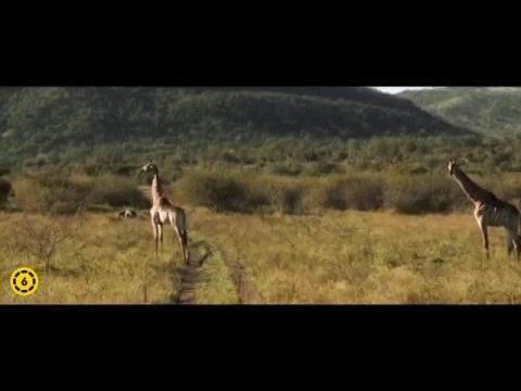 Thabo és a szafari kaland