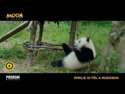 Moon, a panda