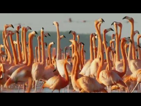 Flamingos: Life after the meteorite