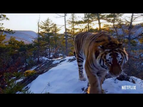 Our Planet – Bolygónk csodái