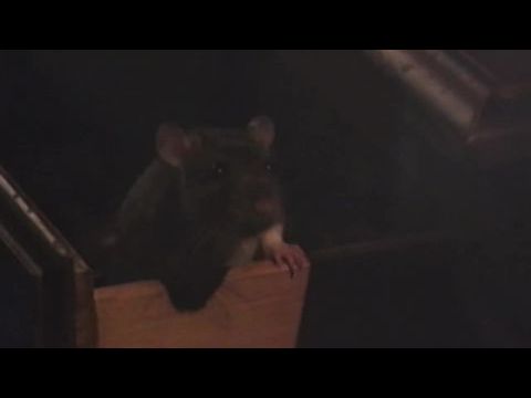 She's Allergic to Cats