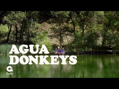 Agua Donkeys