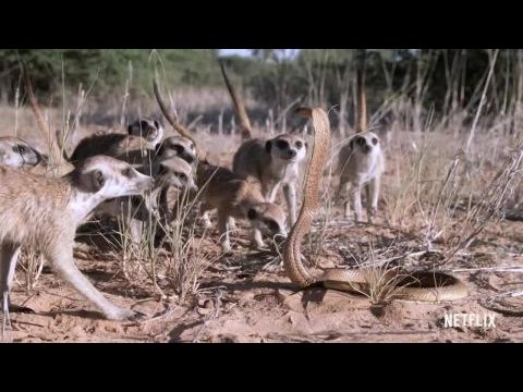 Bizarr teremtmények