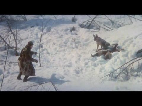 Fehér Agyar visszatér