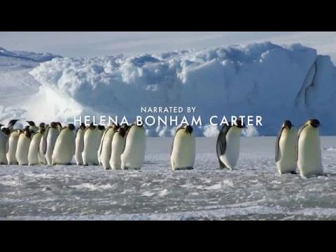 Kisállatok a vadonban