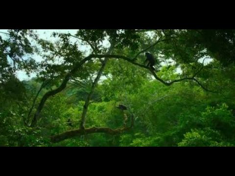 A csimpánzok birodalma