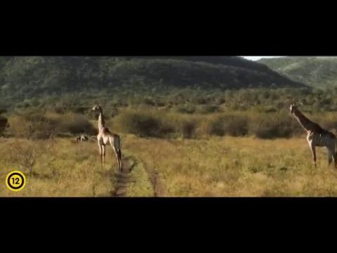 Thabo és a szafari kaland