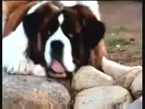 Beethoven 2.