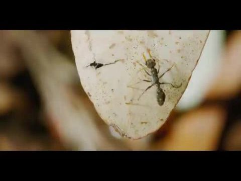 Egy igazi bogár élete - 1. évad