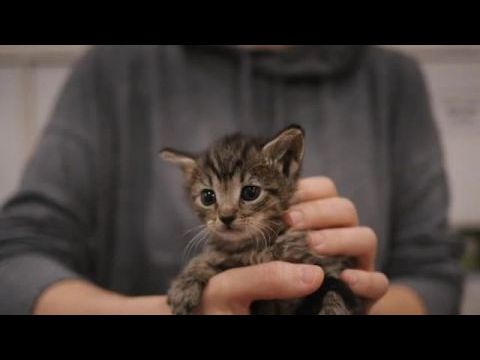 American Cats: The Good, the Bad, and the Cuddly