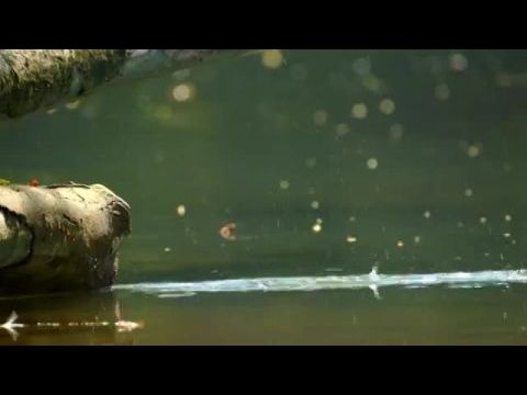 Kolibrik: A természet repülő csodái