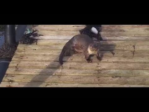 Billy és Molly: Egy vidraszerelem története