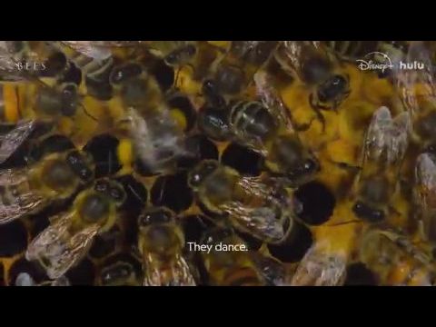 A méhek titkai