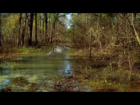 Sharkansas Women's Prison Massacre