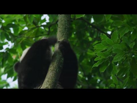 Kínában született