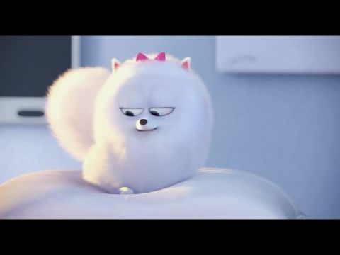 A kis kedvencek titkos élete