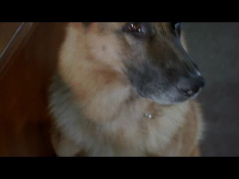 Kutyám, Jerry Lee 2.