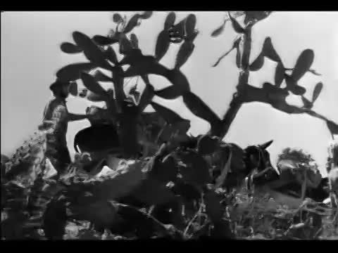 A Sierra Madre kincse