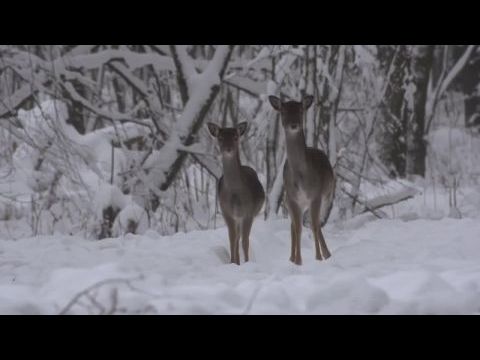 Vad Kunság - A Puszta rejtett élete