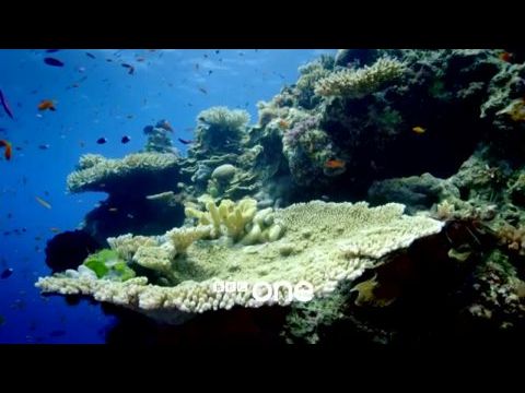 David Attenborough: A Nagy-korallzátony