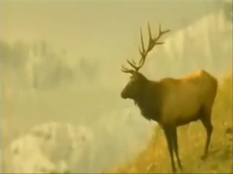 A patrióta (A hazafi)