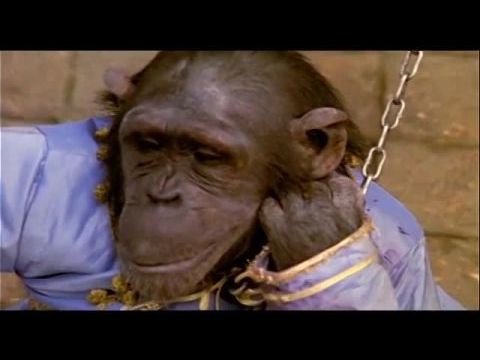 Az ezeregyéjszaka virágai