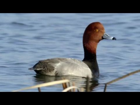 The Million Dollar Duck