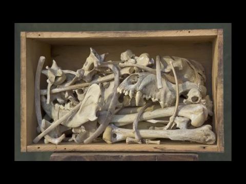 An Art That Nature Makes: The Work of Rosamond Purcell