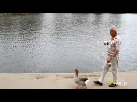 Állatvilág: meglepő párosok