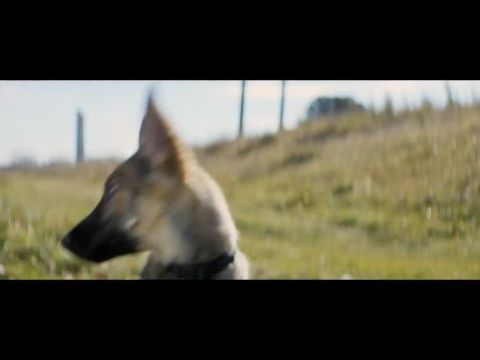 Egy kutya négy élete