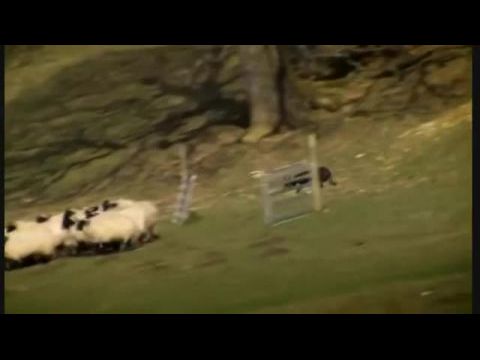 Martin Clunes - Az ember és kutyái