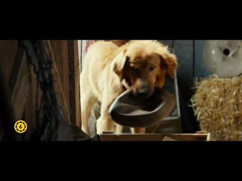 Egy kutya négy élete